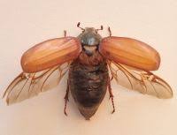 Attēlu rezultāti vaicājumam “Melolontha hippocastani”