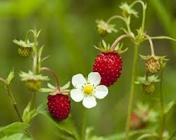 Attēlu rezultāti vaicājumam “Fragaria moschata”