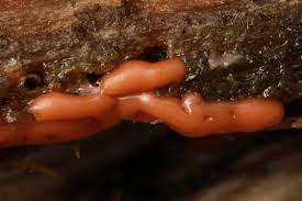 Attēlu rezultāti vaicājumam “Colloderma oculatum plasmodium”