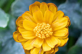 Attēlu rezultāti vaicājumam “Ficaria verna flower”