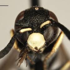 Attēlu rezultāti vaicājumam “Lemanea fluviatilis”