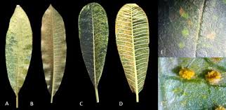 Attēlu rezultāti vaicājumam “Coleosporium sp.”