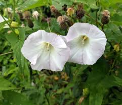 Attēlu rezultāti vaicājumam “Calystegia inflata leaf”