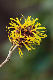 Attēlu rezultāti vaicājumam “Hamamelis mollis”