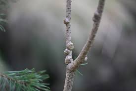 Attēlu rezultāti vaicājumam “Retinia resinella”