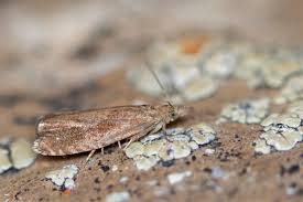 Attēlu rezultāti vaicājumam “Dichrorampha simpliciana”