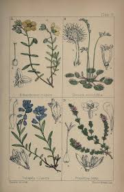 Attēlu rezultāti vaicājumam “Polygala vulgaris”