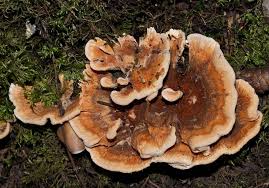 Attēlu rezultāti vaicājumam “Hydnellum aurantiacum”