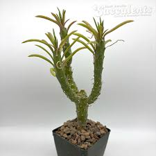 Attēlu rezultāti vaicājumam “Senecio”