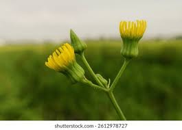 Attēlu rezultāti vaicājumam “Sonchus oleraceus bud”