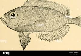 Image result for Lobotes surinamensis