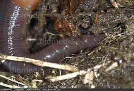 Attēlu rezultāti vaicājumam “Lumbricidae”