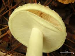 Attēlu rezultāti vaicājumam “Amanita citrina”