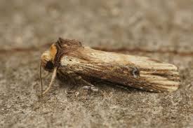 Attēlu rezultāti vaicājumam “Axylia putris”