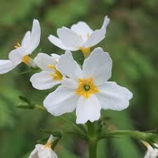Attēlu rezultāti vaicājumam “Hottonia palustris flower”