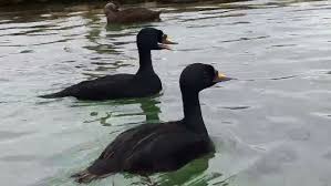 Attēlu rezultāti vaicājumam “Melanitta nigra”