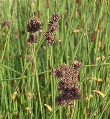 Attēlu rezultāti vaicājumam “Enteridium corticatum”