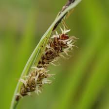 Attēlu rezultāti vaicājumam “Carex paniculata”