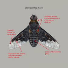 Attēlu rezultāti vaicājumam “Hemipenthes morio”