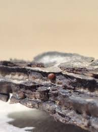 Attēlu rezultāti vaicājumam “Ophiotheca chrysosperma macro”