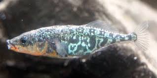 Attēlu rezultāti vaicājumam “Gasterosteus aculeatus”