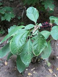 Attēlu rezultāti vaicājumam “Phytolacca acinosa leaf”