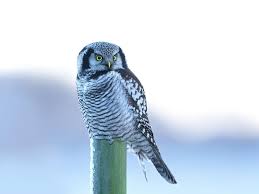 Image result for Surnia ulula