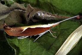 Attēlu rezultāti vaicājumam “Ypsolopha dentella”