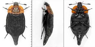 Attēlu rezultāti vaicājumam “Oiceoptoma thoracicum”