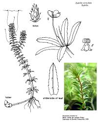 Attēlu rezultāti vaicājumam “Hydrilla verticillata leaf”