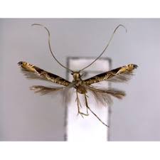 Attēlu rezultāti vaicājumam “Gracillaria syringella imago”