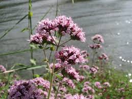 Attēlu rezultāti vaicājumam “Origanum vulgare flower”