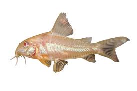 Image result for fish corydoras