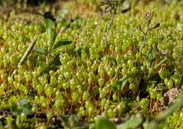 Attēlu rezultāti vaicājumam “Physcomitrium pyriforme sporophyte”