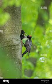Attēlu rezultāti vaicājumam “Dryocopus martius nest”
