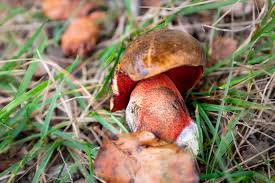 Attēlu rezultāti vaicājumam “Sutorius luridiformis”