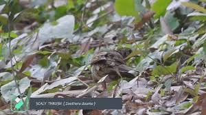 Image result for Zoothera dauma