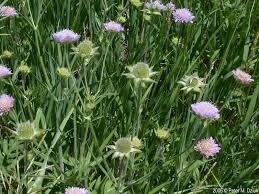Image result for Knautia arvensis