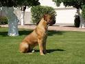 African Boerboel Information and Pictures, Boerboels