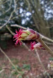 Attēlu rezultāti vaicājumam “Corylus avellana female flower”