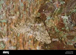 Attēlu rezultāti vaicājumam “Phigalia pilosaria”