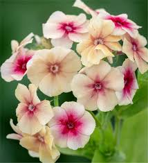 Image result for Phlox drummondii