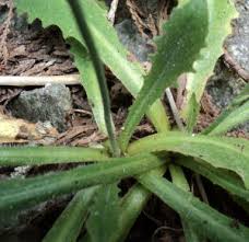Attēlu rezultāti vaicājumam “Hypochaeris radicata leaf”