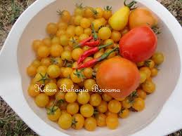 Afbeeldingsresultaat voor broad ripple yellow currant tomato