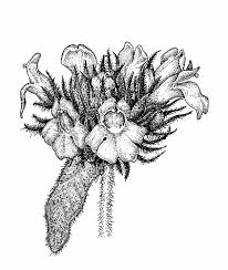 Attēlu rezultāti vaicājumam “Clinopodium vulgare fruit”