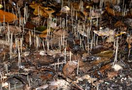 Attēlu rezultāti vaicājumam “Macrotyphula juncea”