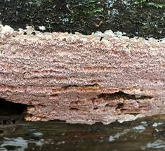 Attēlu rezultāti vaicājumam “Junghuhnia pseudozilingiana”