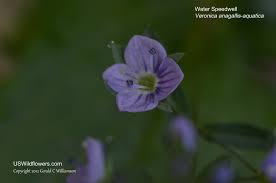 Attēlu rezultāti vaicājumam “Veronica anagallis-aquatica flower”