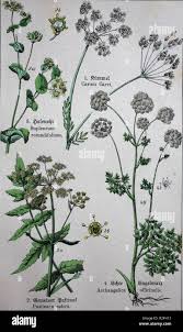 Attēlu rezultāti vaicājumam “Umbelliferae”