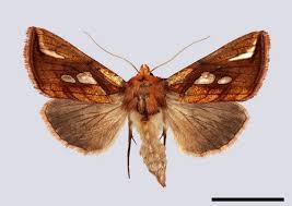 Attēlu rezultāti vaicājumam “Plusia festucae”